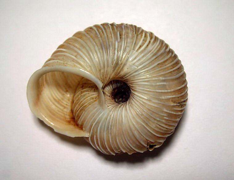 Chilostoma cingulatum gobanzi